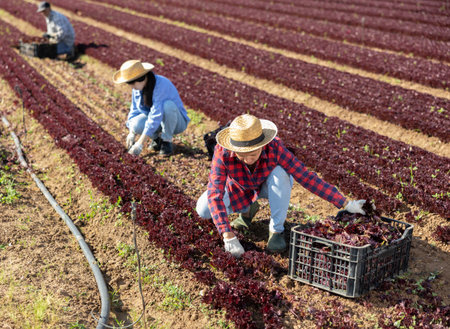 Young female worker harvesting red lettuce at farm plantationの写真素材