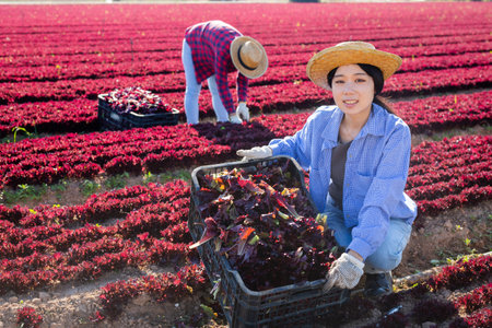 Smiling young asian female worker harvesting red lettuce at farm plantationの写真素材