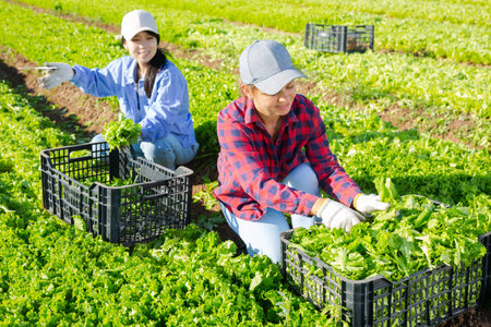 Two female workers harvesting green lettuce on the field and put in boxes