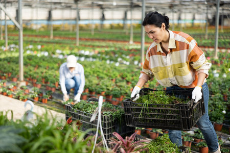Asian female gardener stacking boxes with weeds in greenhouseの写真素材