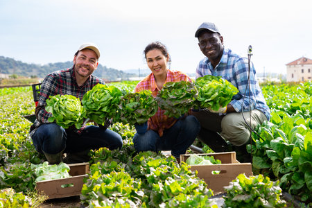 Cheerful farmers posing on leaf vegetables fieldの写真素材