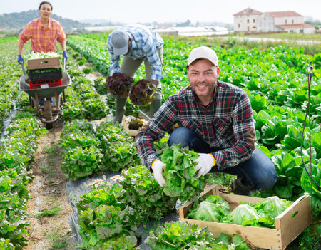 Successful horticulturist harvesting lettuce on leafy vegetable plantationの写真素材