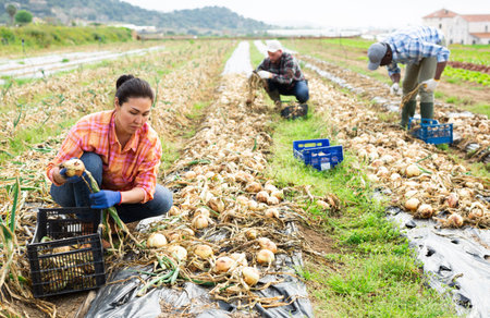 Woman gardener picking onion on plantationの写真素材