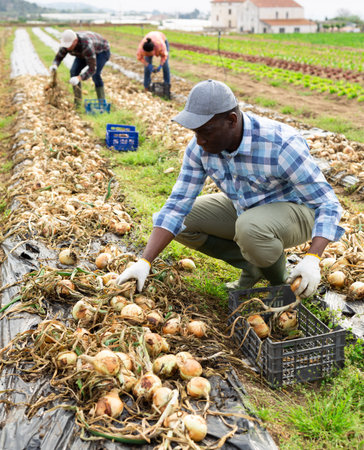 African american farmer with box of ripe onion on farmer plantationの写真素材