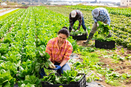 Woman harvesting swiss chard on fieldの写真素材