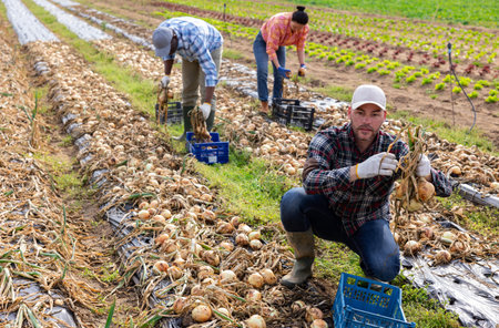 Man gardeners picking harvest of onion to crates in gardenの写真素材