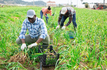 Multiethnic team of farmers picking spring garlicの写真素材