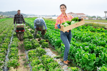 Cheerful woman farmer posing on lettuce fieldの写真素材