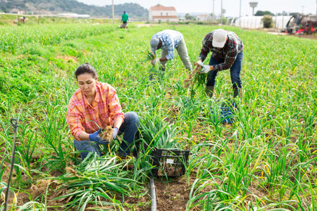 Multiethnic team of farmers picking spring garlic