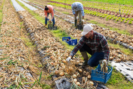 Multiethnic team of farm workers picking onionの写真素材
