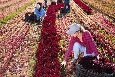Woman horticulturist picking red leaf lettuceの写真素材