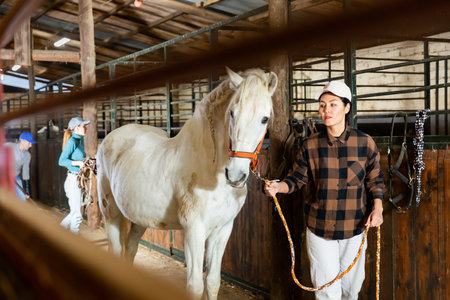 Asian woman leads a white horse by the bridle from stableの写真素材