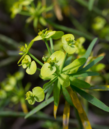 Blooming Euphorbia regis-jubaeの写真素材
