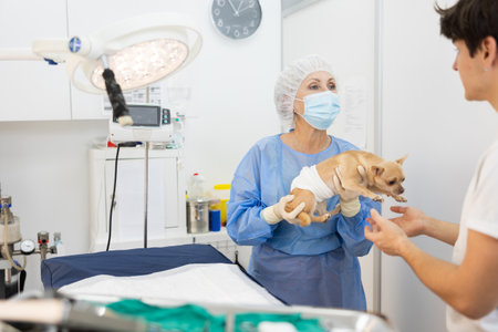 Female veterinarian handing over chihuahua to owner after surgeryの写真素材