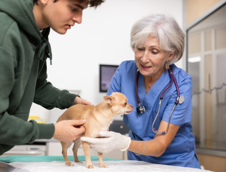 Smiling elderly female veterinarian examining Chihuahua at veterinary clinicの写真素材