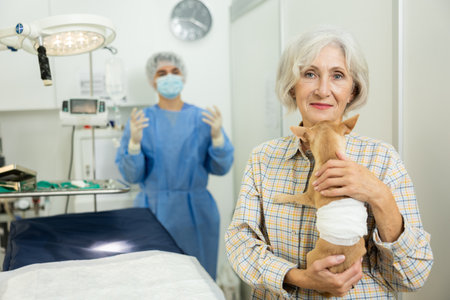 Senor woman owner holds and cuddles chihuahua pet after manipulations in veterinary clinicの写真素材