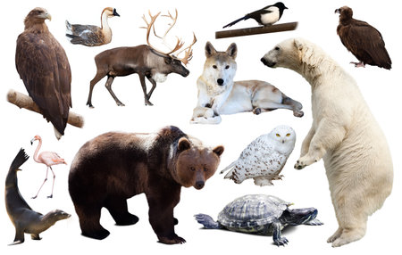 north american animals isolatedの写真素材