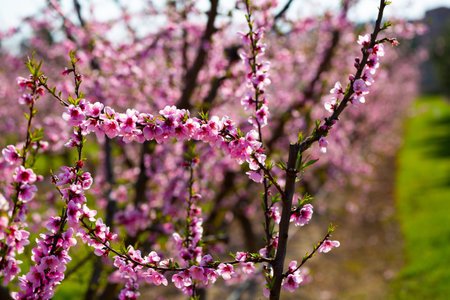 Field with blooming peach treesの写真素材