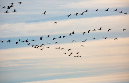Large flock of cranes flying in skyの写真素材