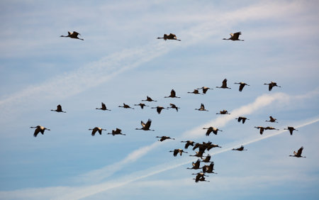 Large flock of cranes flying in skyの写真素材