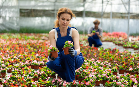 Portrait of woman gardener holding pot with flowers begonia in greenhouse