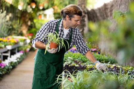 Man gardener checks chlorophytum for the presence of diseases