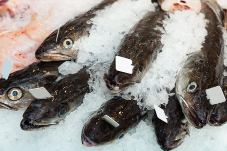 European hakes on display of fish store