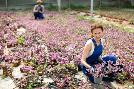 female worker arranges Tradescantiaの写真素材