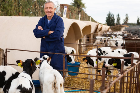 Middle-aged male farm worker scooping milk into buckets for taking care of calves with tags on a...