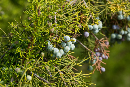 Fruits and foliage of California juniperの写真素材