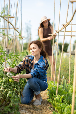 Middle aged woman takes care of tomatoes in cottage garden