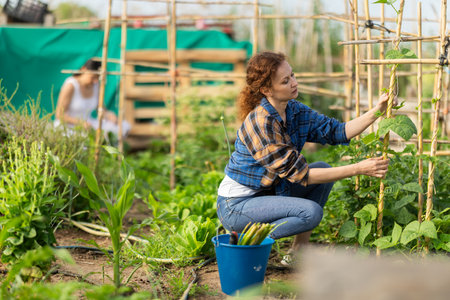 Middle aged woman takes care of legumes in cottage gardenの写真素材