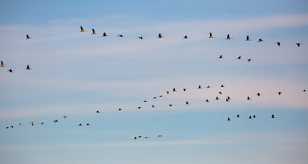 Flock of cranes flying in skyの写真素材