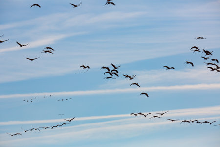 Flock of cranes in flightの写真素材