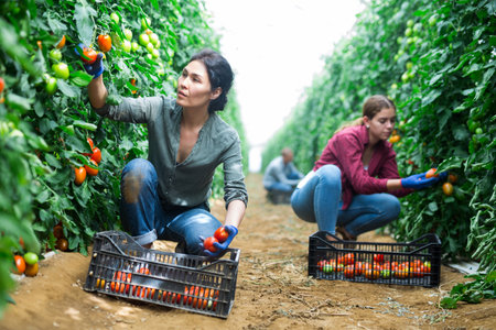 Group of workers picking tomatoesの写真素材