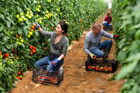 Female farm worker gathering crop of organic tomatoes cultivarの写真素材