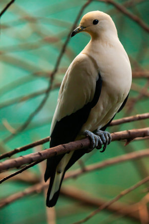 Pied imperial pigeon sitting on tree branch. Ducula bicolorの写真素材
