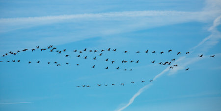 Migration of flock of cranes in the skyの写真素材