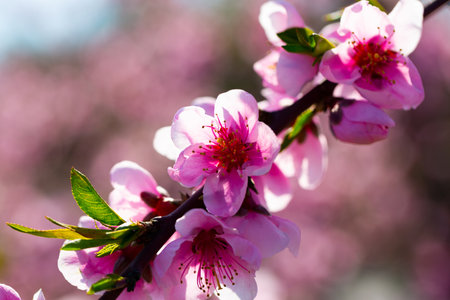 Beautiful blooming peach trees in spring gardenの写真素材