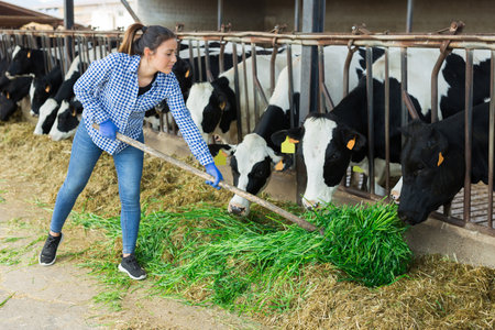Portrait of female farm worker feeding cowsの写真素材