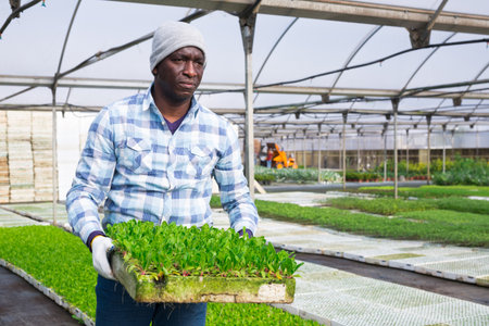 Farmer holding trays for seedling with lettuceの写真素材