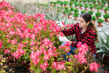 Woman caring for potted begonia flowers in greenhouseの写真素材