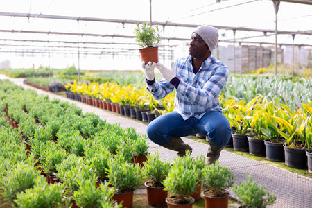 African american man greenhouse worker checking rosemaryの写真素材