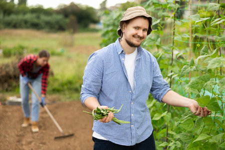 Male farmer harvests beans on plantationの写真素材
