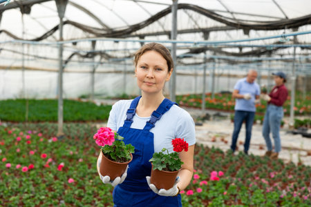 Adult woman holding flower pot with peralgoniumの写真素材