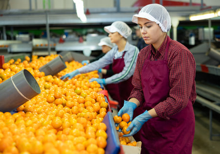 Young female sorter working on mandarins sorting lineの写真素材