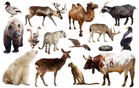 asia animals isolatedの写真素材