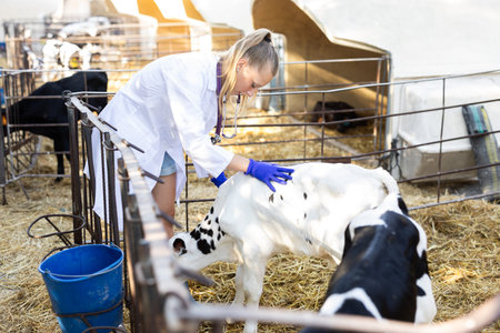 Young female vet checking health of small calf