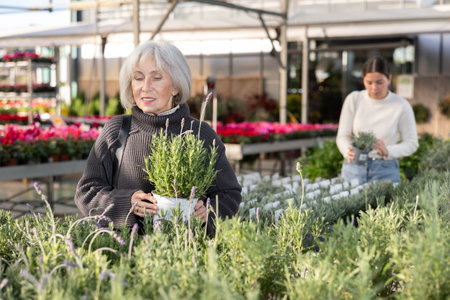 Mature woman choosing lavender bushの写真素材