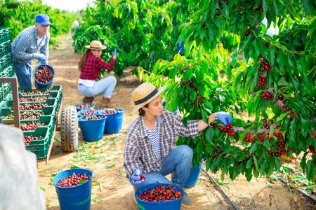 Female farmer gathering crop of sweet cherries in orchard